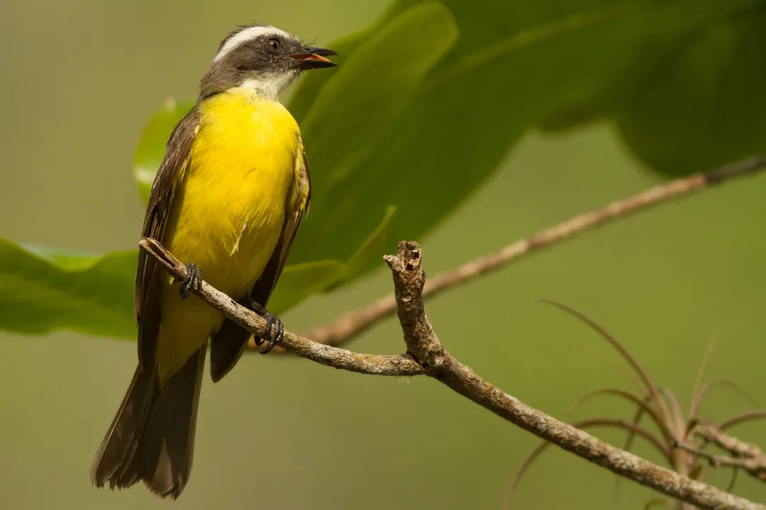 What is the difference between Bananaquit and Great Kiskadee?