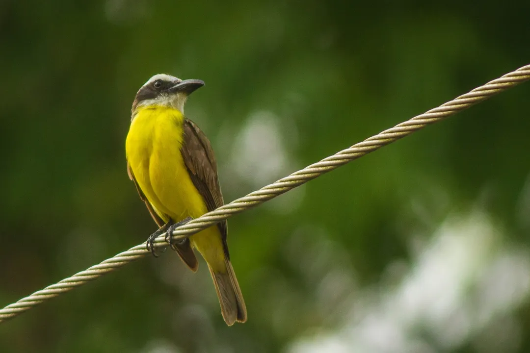What is the difference between Bananaquit and Great Kiskadee?, Diet and Foraging