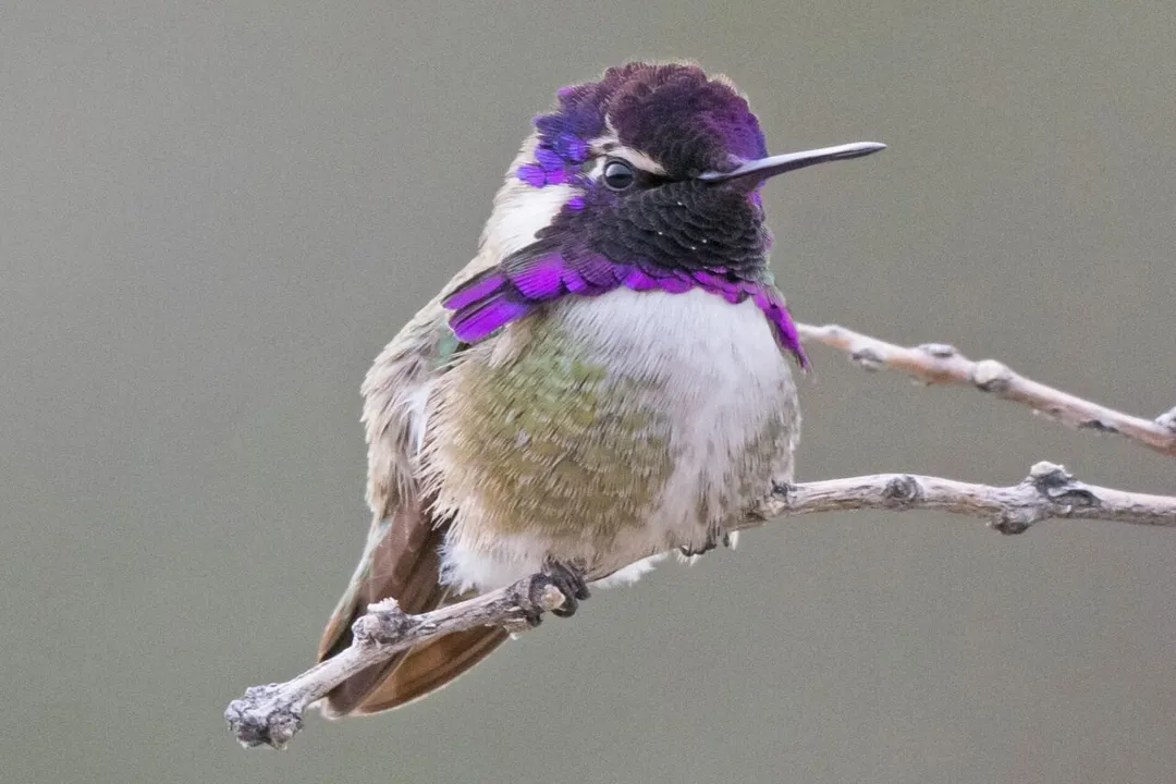 What is the difference between Costa's and black chinned hummingbirds?, Size Shape