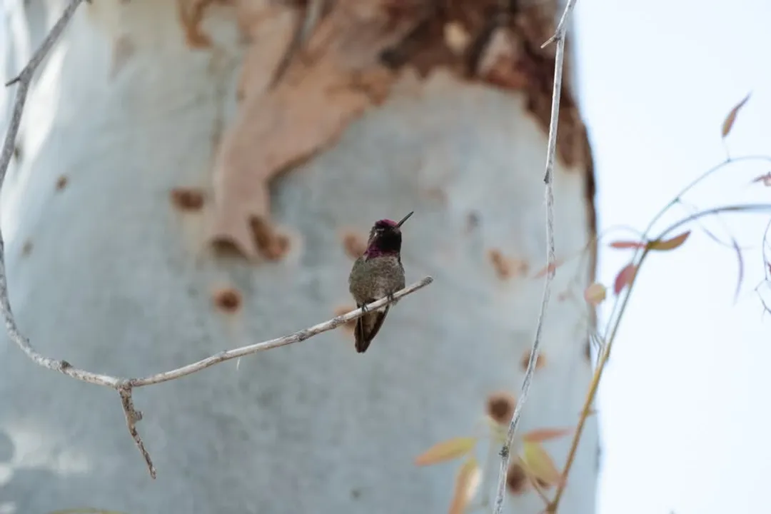 What is the difference between Costa's and black chinned hummingbirds?