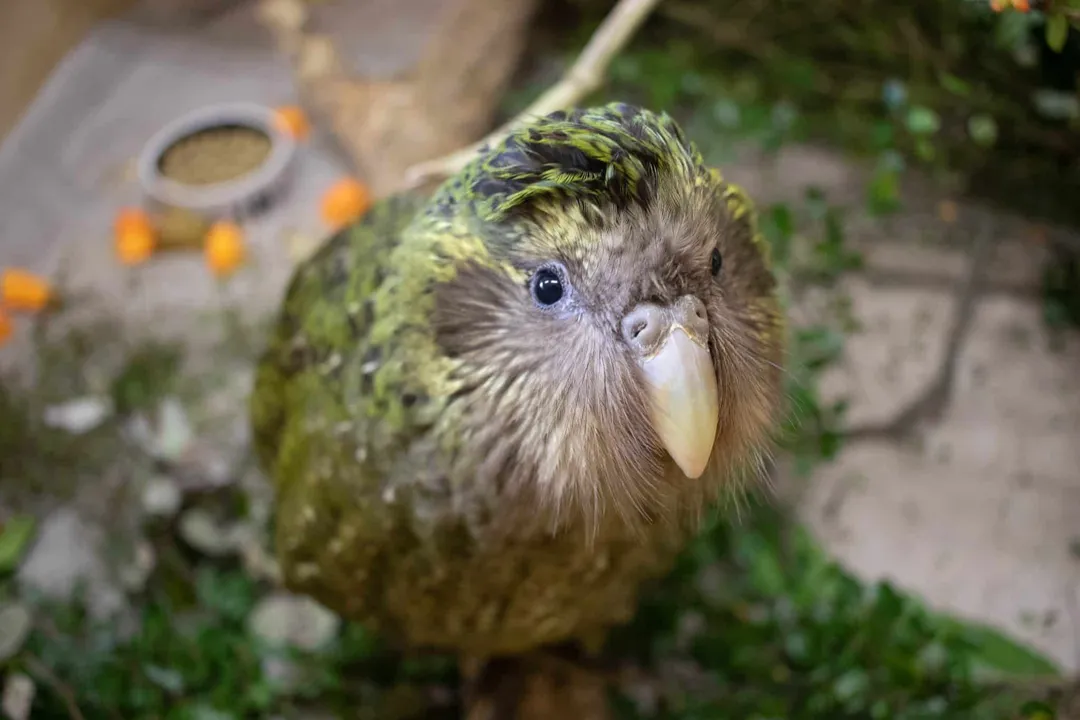 What is the difference between Kākā and kea?, Behaviour and Intelligence