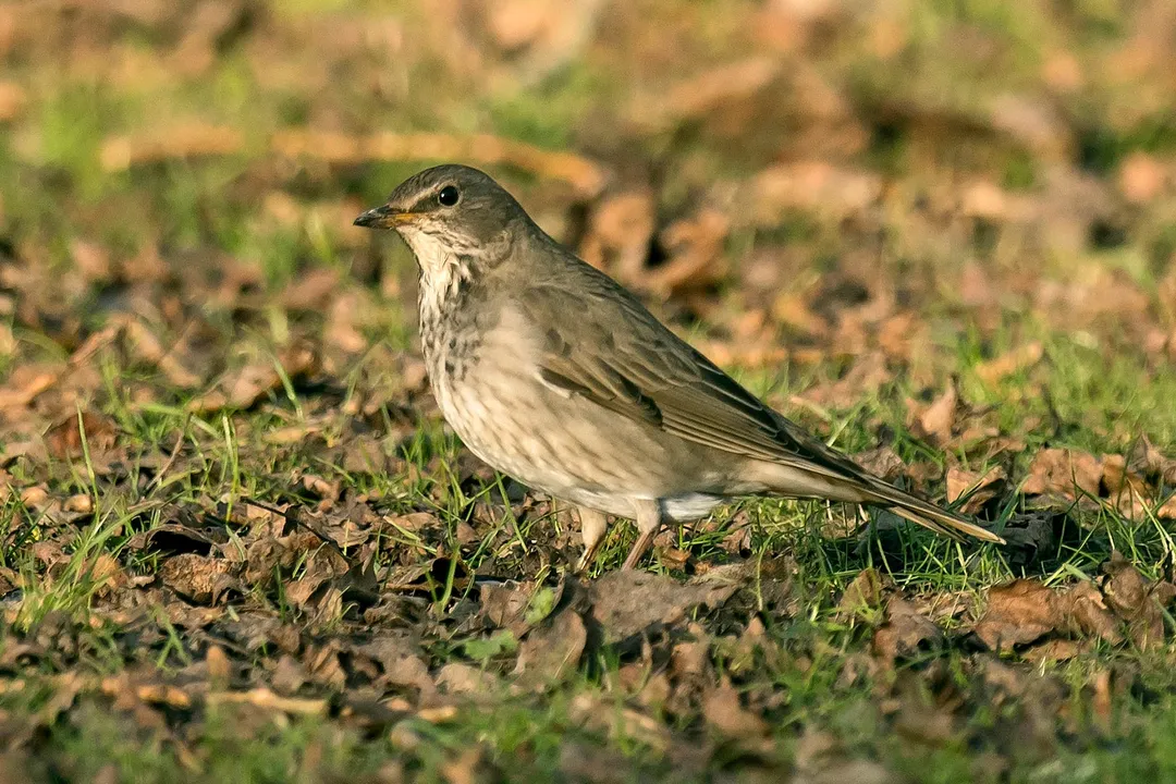 What is the difference between thrush and Redwing?, Thrush Family Traits