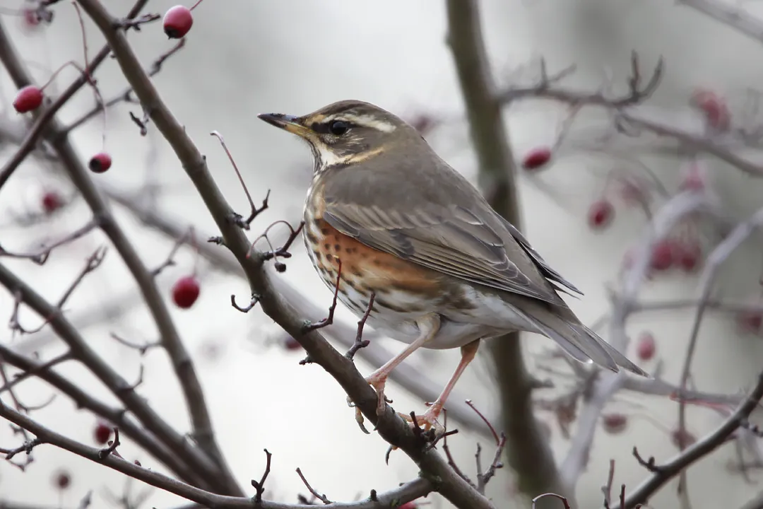 What is the difference between thrush and Redwing?, Close Relatives Fieldfare