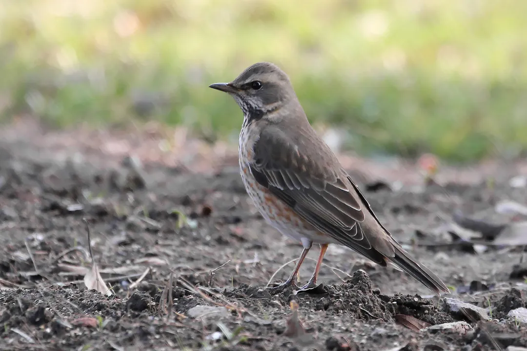 What is the difference between thrush and Redwing?, Other Spotted Thrushes