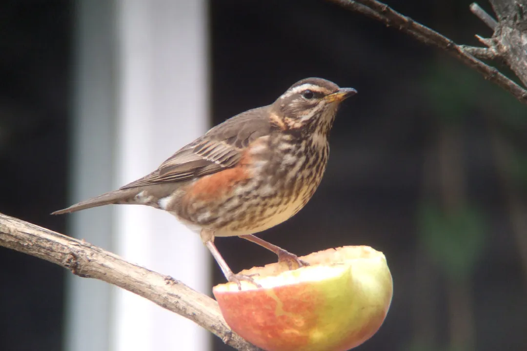 What is the difference between thrush and Redwing?, The Redwing