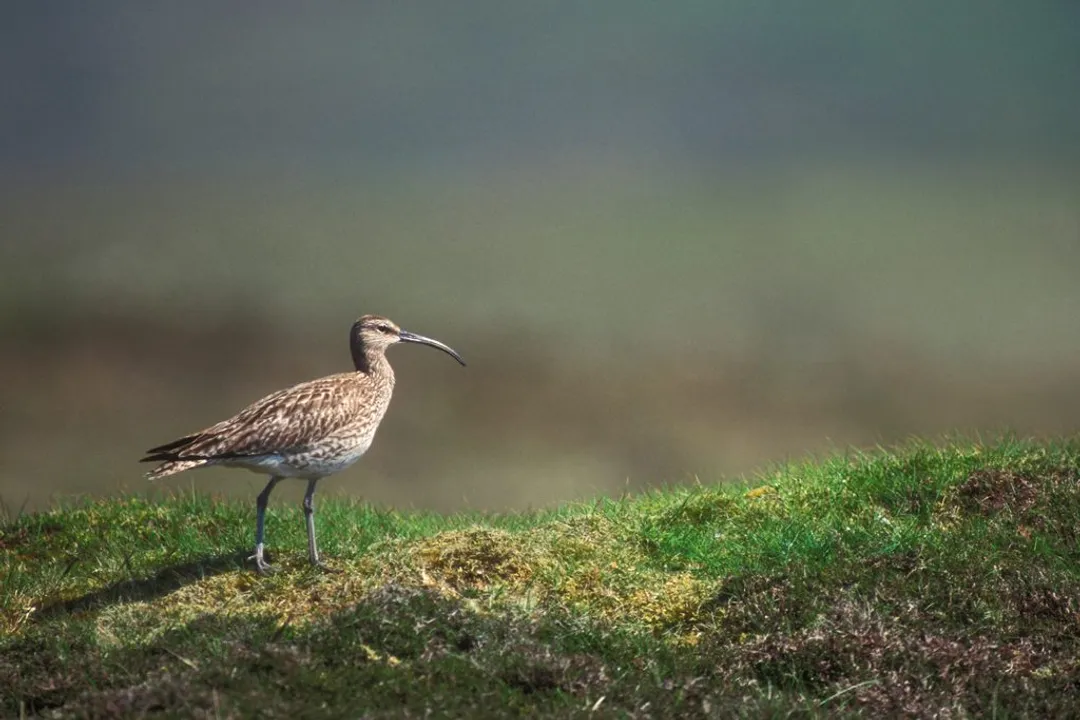 What is the difference between Whimbrel and Eurasian Whimbrel?