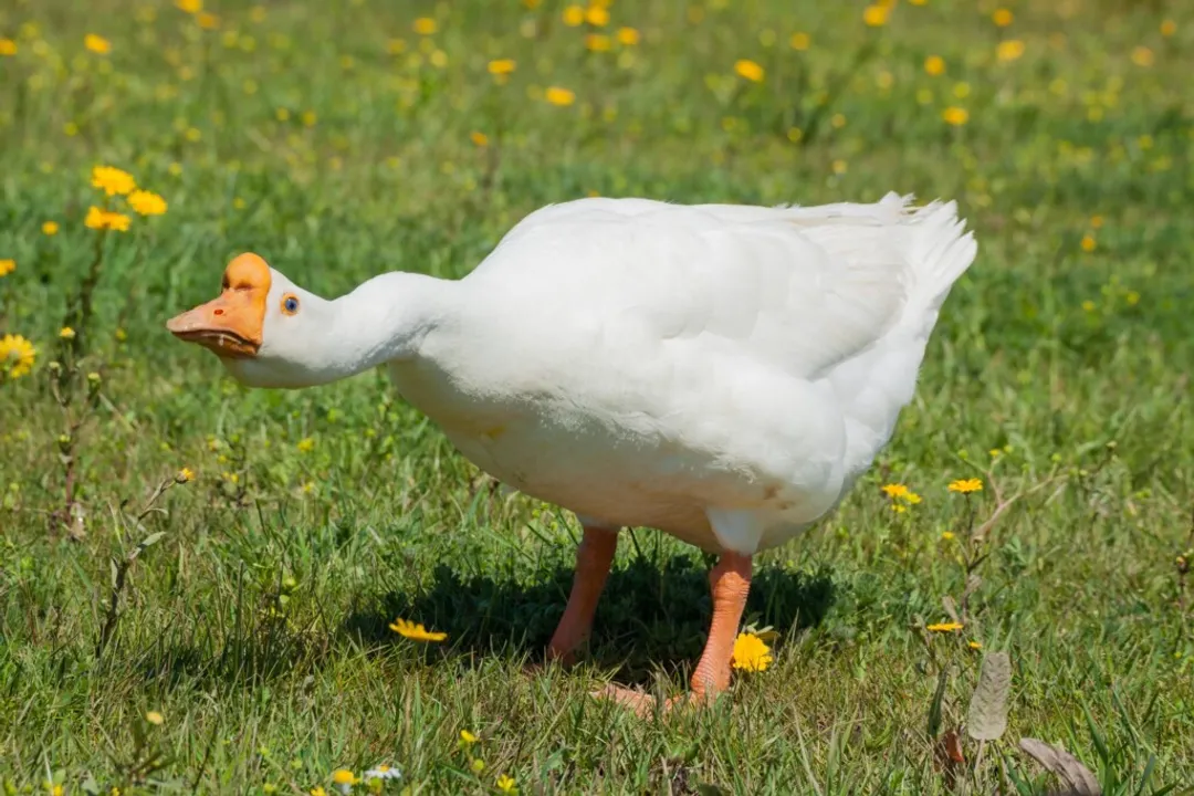 What is the difference between white Chinese and brown Chinese geese?, Color Marking