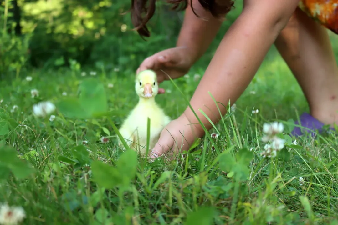 What is the difference between white Chinese and brown Chinese geese?, Vocalization Gender