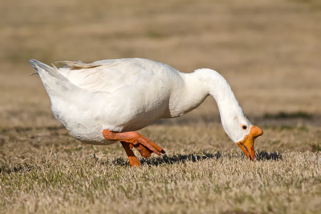 What is the difference between white Chinese and brown Chinese geese?