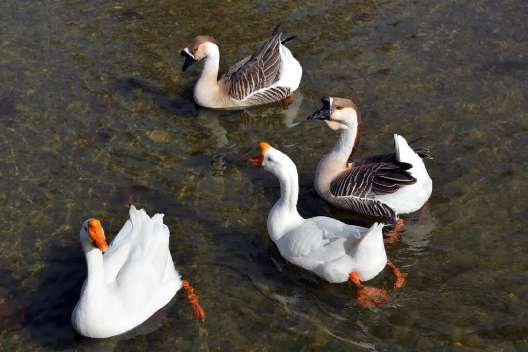 What is the difference between white Chinese and brown Chinese geese?, Body Structure