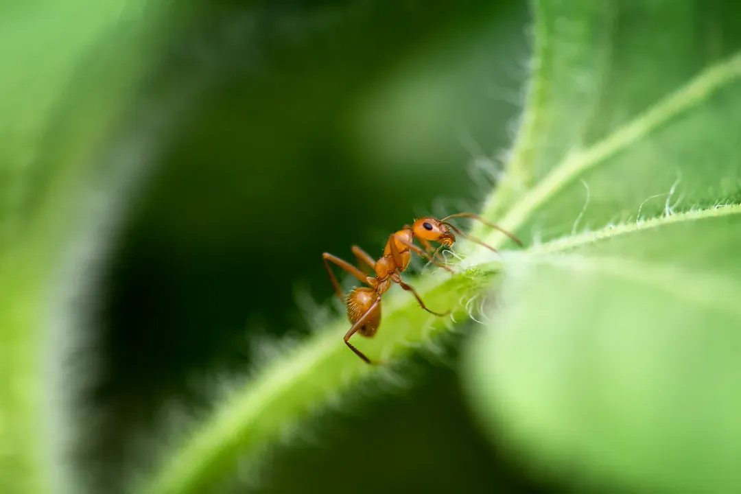 What is the dirtiest bug on Earth?