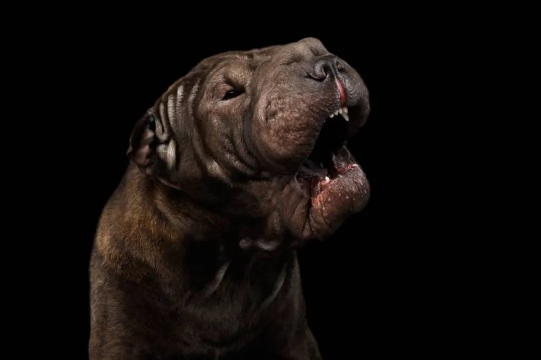 What is the downside of Shar Pei?, Eye Pain