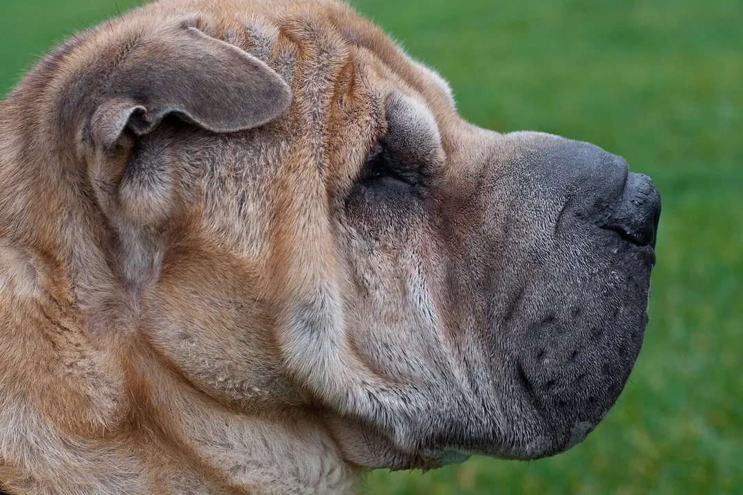What is the downside of Shar Pei?, Joint Issues