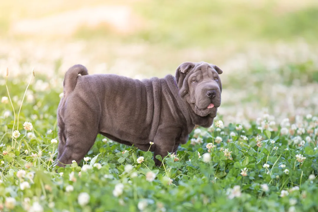 What is the downside of Shar Pei?