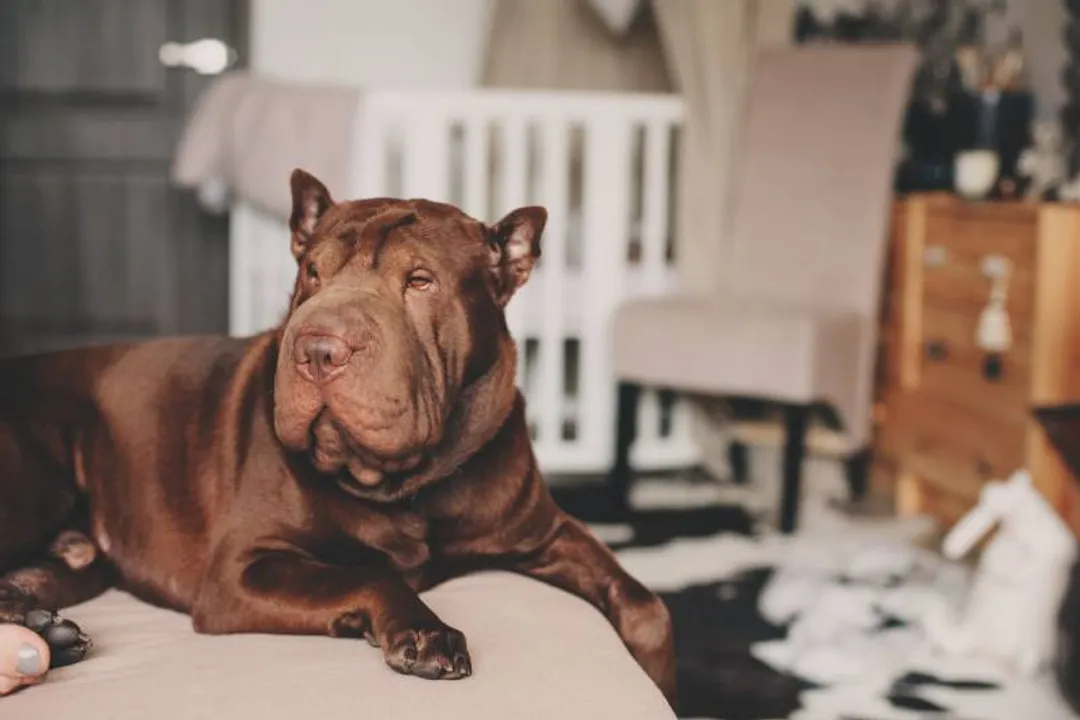 What is the downside of Shar Pei?, Skin Disease