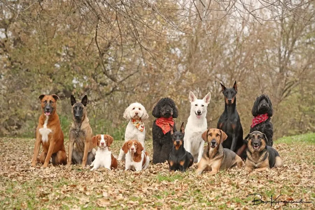 What is the downside to Aussiedoodles?