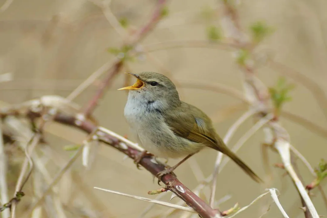 What is the English name for the Uguisu bird?