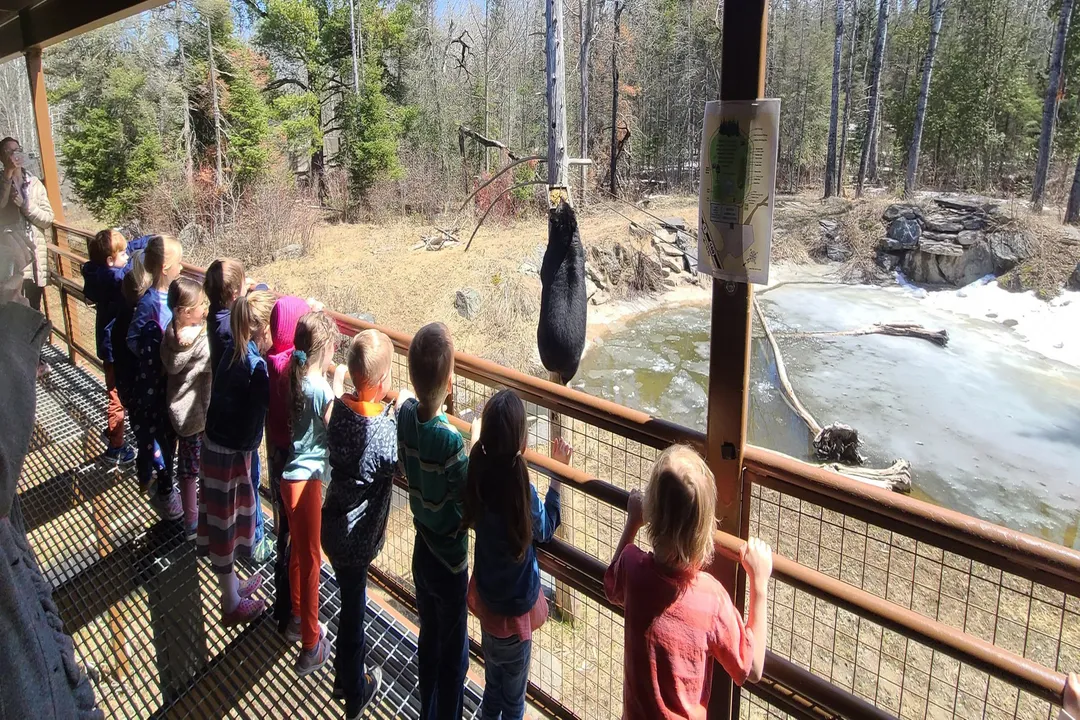 What is the evolutionary history of the bear?, North American Expansion