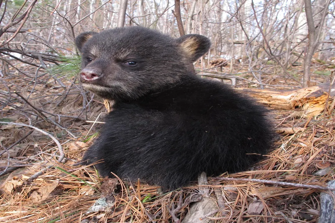 What is the evolutionary history of the bear?, Dietary Shifts and Speciation