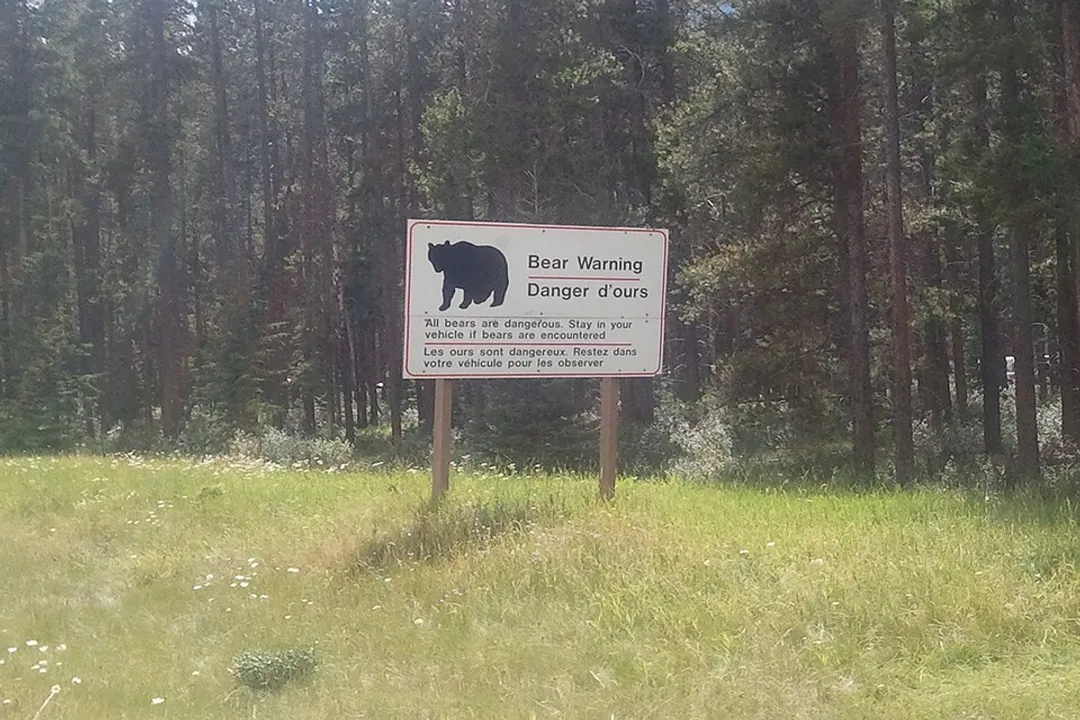 What is the evolutionary history of the bear?, Ancient Origins