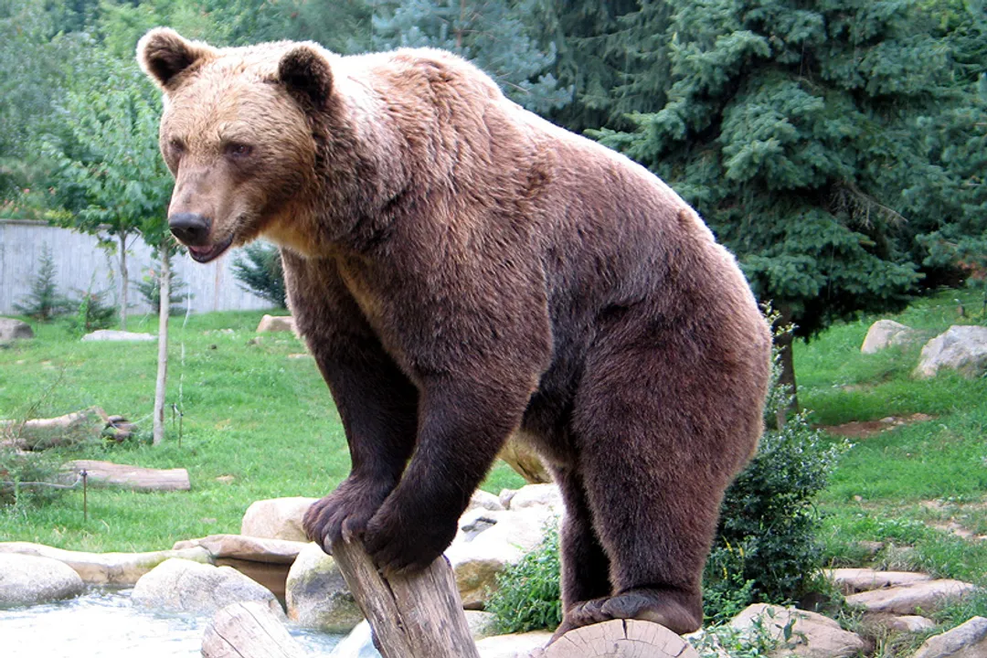What is the evolutionary history of the bear?