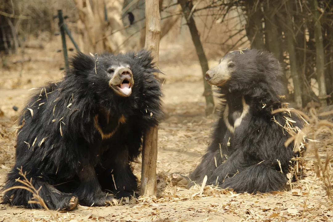 What is the evolutionary history of the bear?, Initial Splits