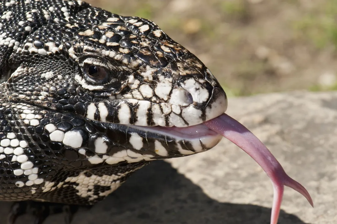 What is the friendliest tegu species?, Argentine Comparison