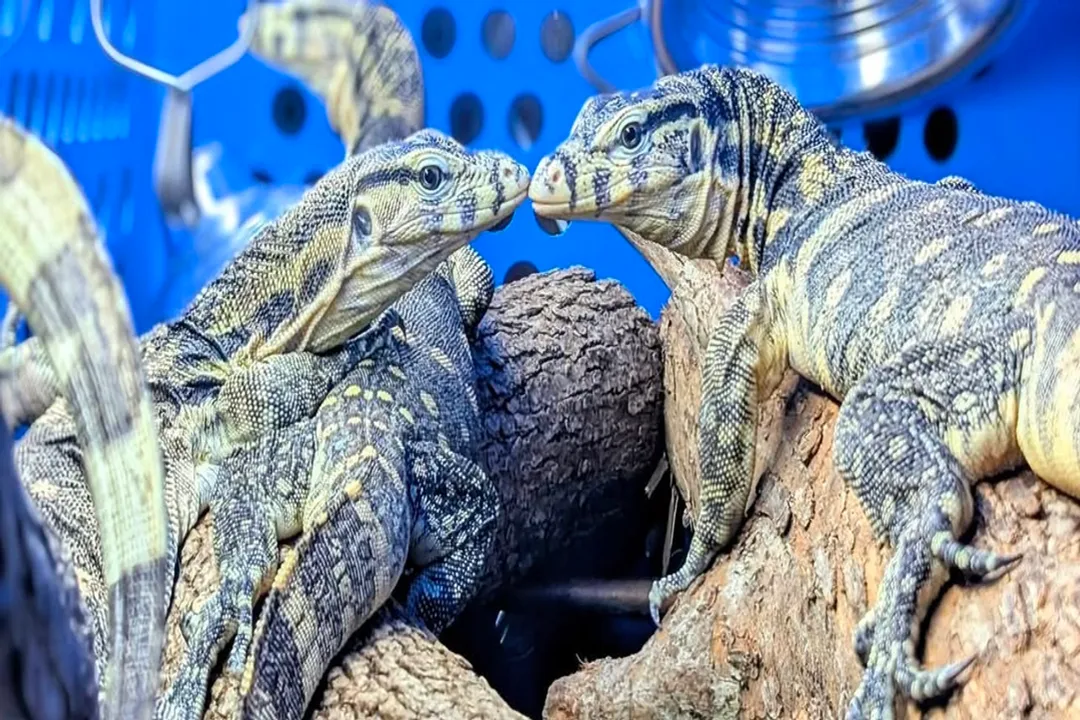 What is the friendliest tegu species?, Red Tegu Temperament