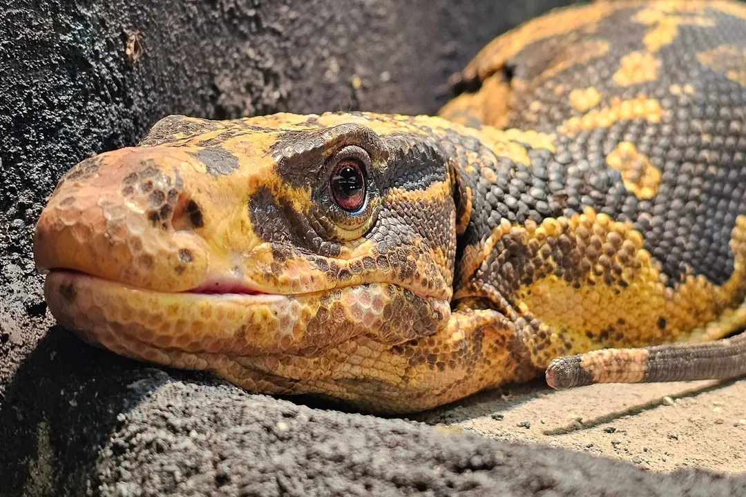 What are the two most commonly kept pet Tegu varieties discussed for temperament comparison?