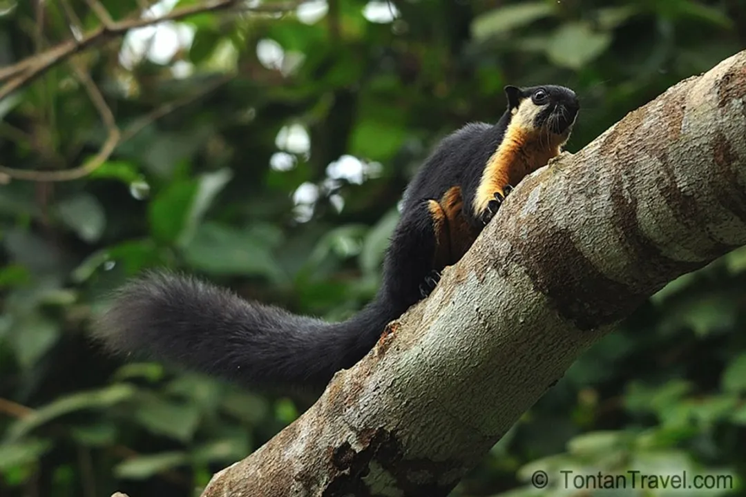 What is the general classification of a squirrel?