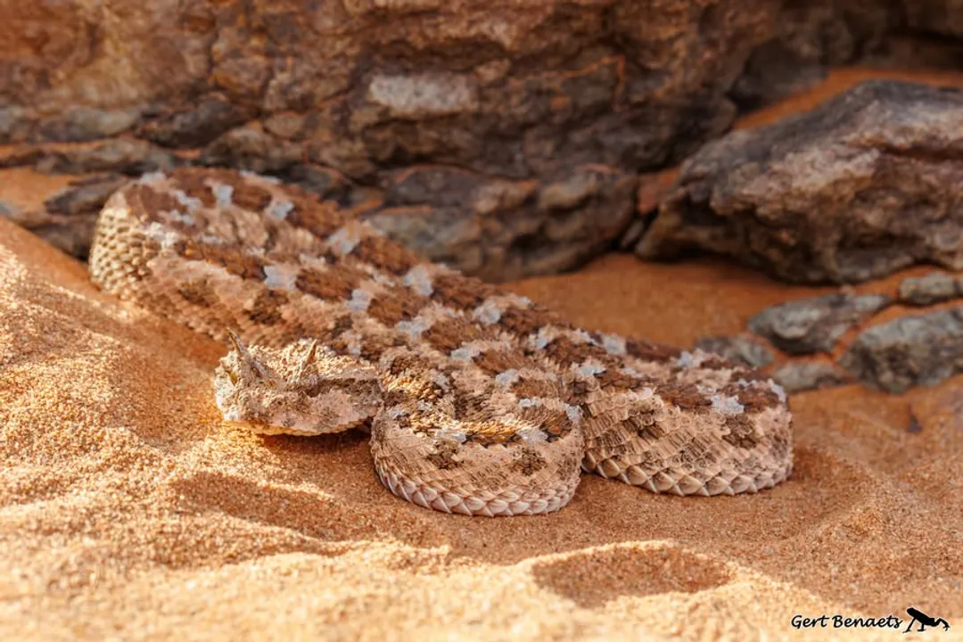 What is the genus Cerastes?