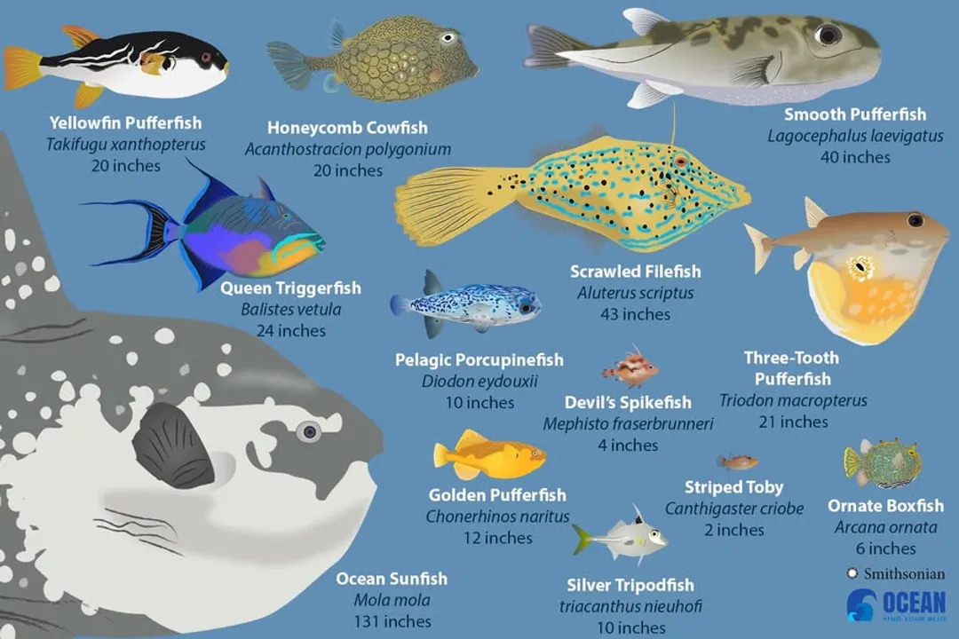 What is the group name for pufferfish?, Scientific Grouping