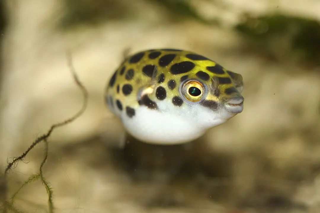 What is the group name for pufferfish?, Naming Variations