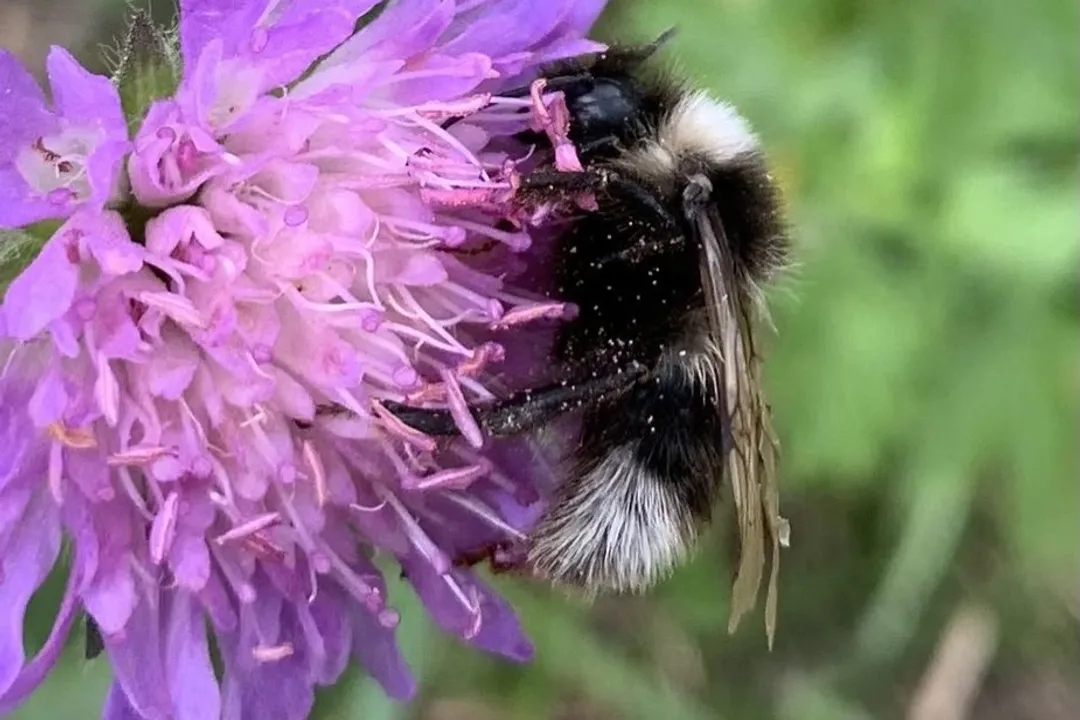 What is the gypsy cuckoo bumble bee habitat?, Landscape Features