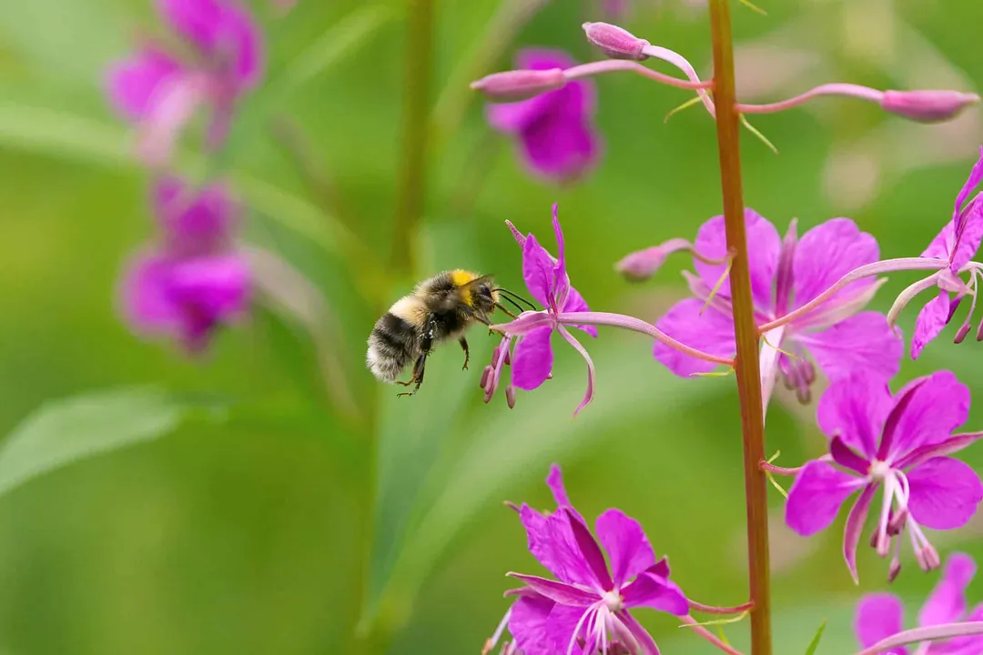 What is the gypsy cuckoo bumble bee habitat?