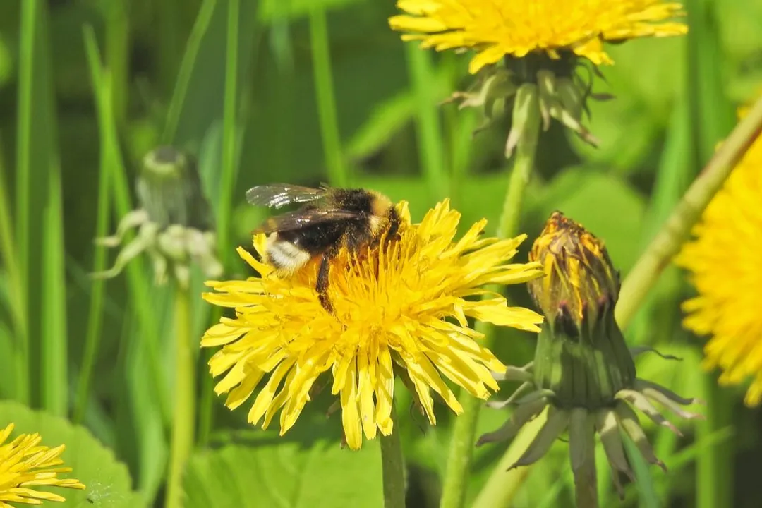 What is the gypsy cuckoo bumble bee habitat?, Foraging Ecology