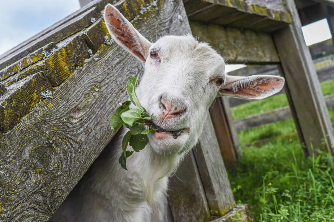 What is the healthiest diet for goats?, Essential Nutrients