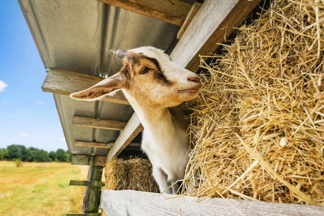 What is the healthiest diet for goats?, Constant Hydration