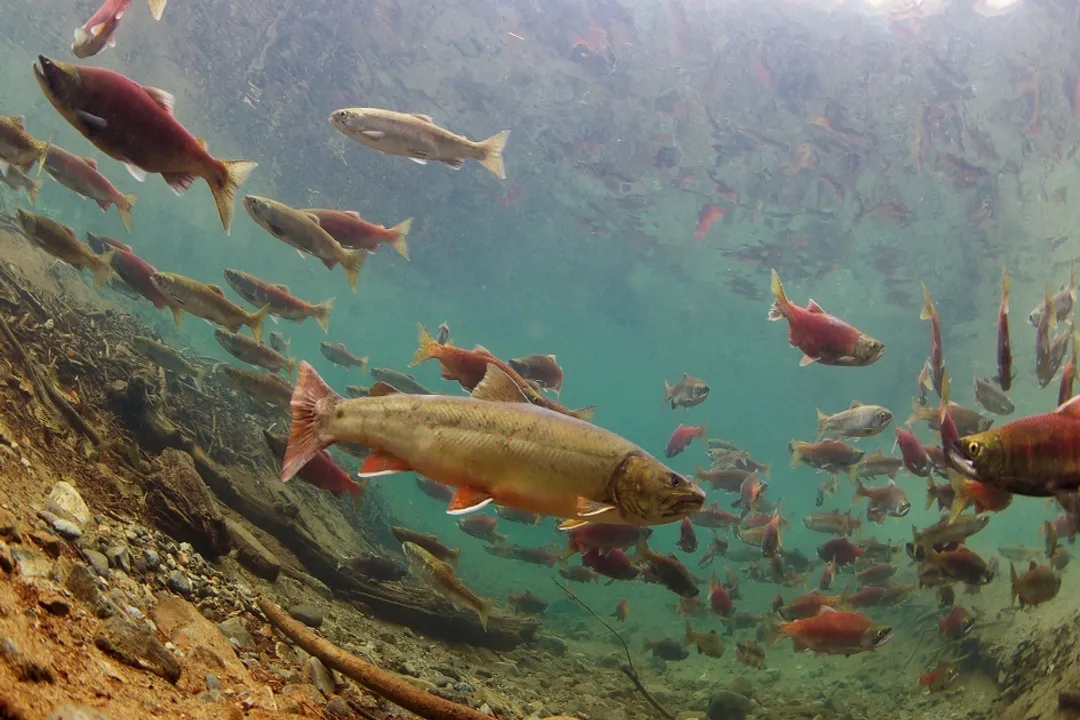 What is the history of bull trout?, Naming Origins