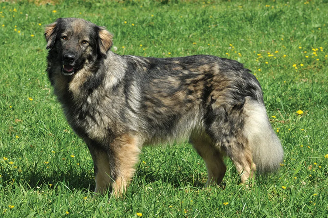 What is the history of the Caucasian Shepherd?