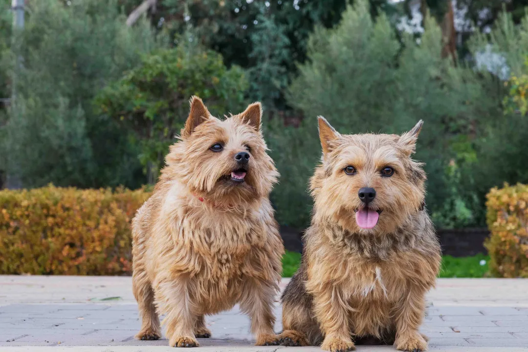 What is the history of the Norwich Terrier?, Standard Conflict