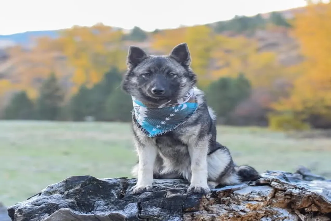What is the history of the Swedish Elkhound?