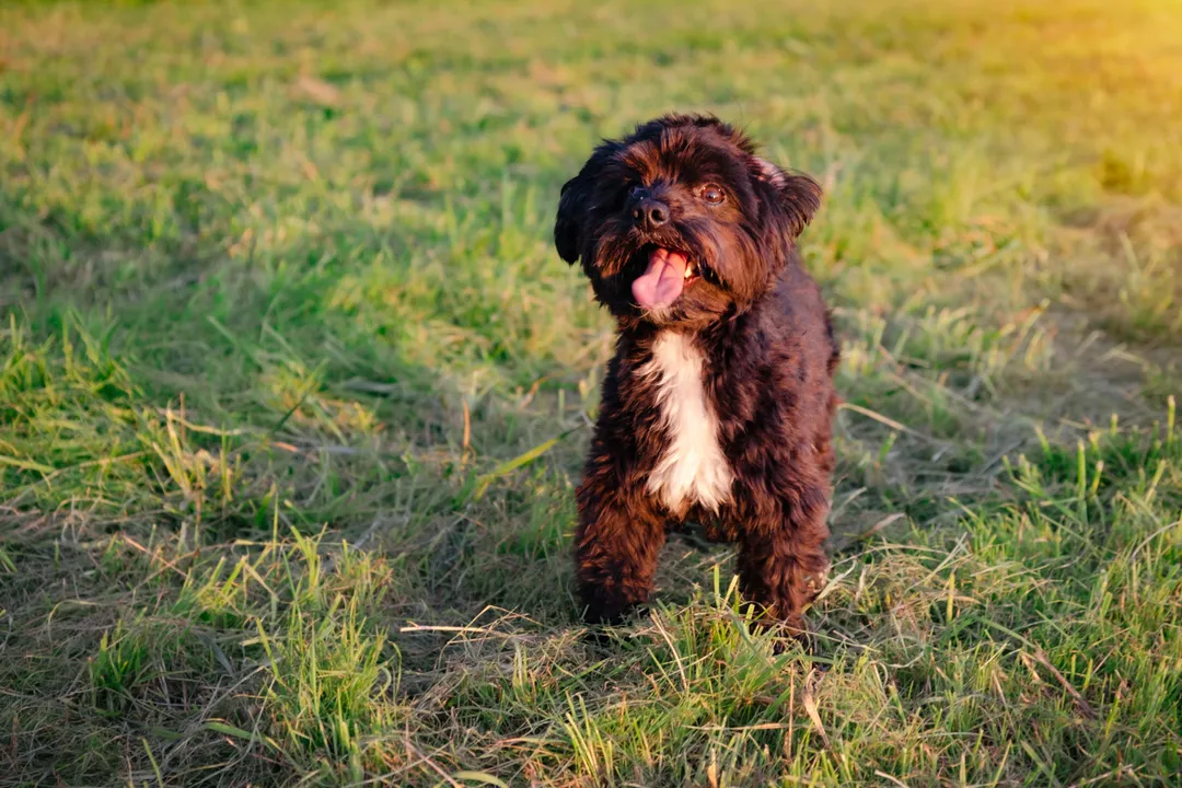 What is the history of the Yorkiepoo?