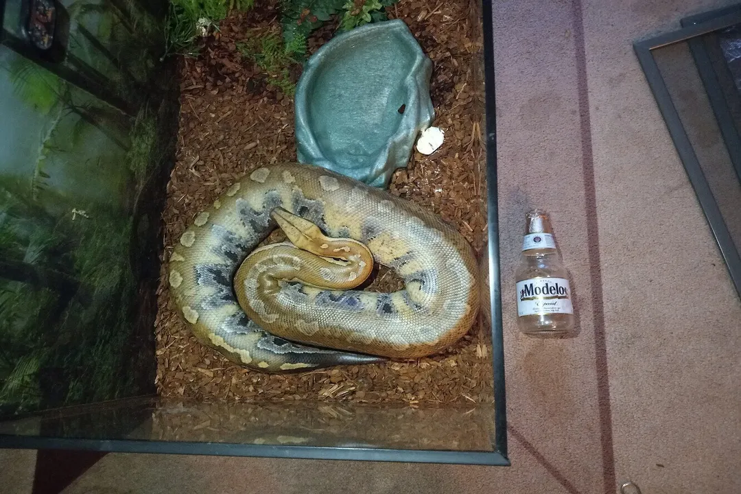 What is the hot spot for a blood python?, Target Temperatures
