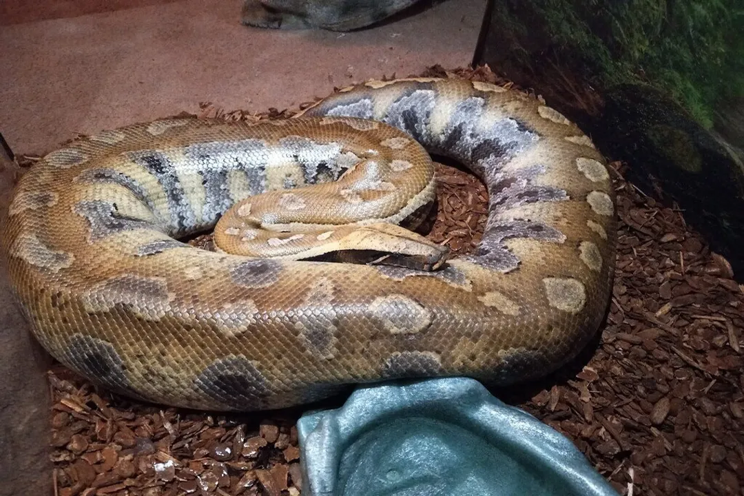 What is the hot spot for a blood python?