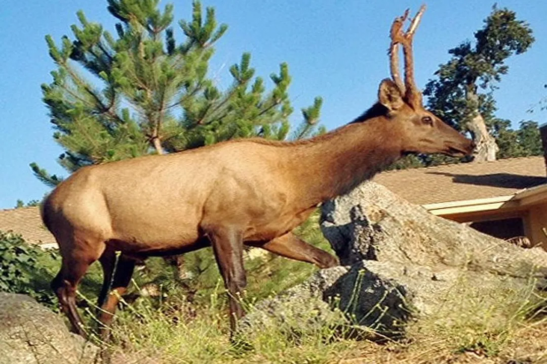 What is the hybrid of Pere David's deer?