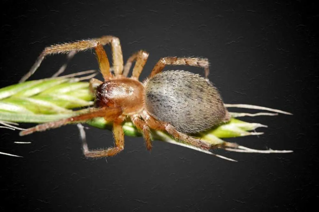 What is the life cycle of a yellow sac spider?, Adulthood and Longevity