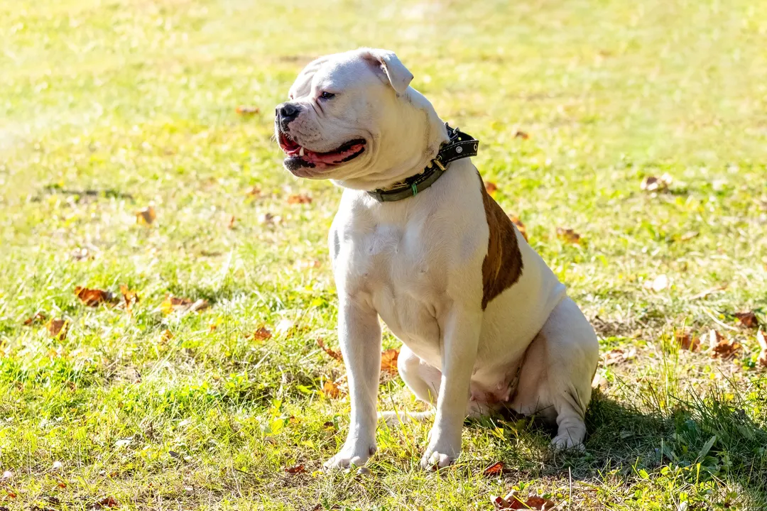What is the life expectancy of a Bulldog mix?, Health Influencers