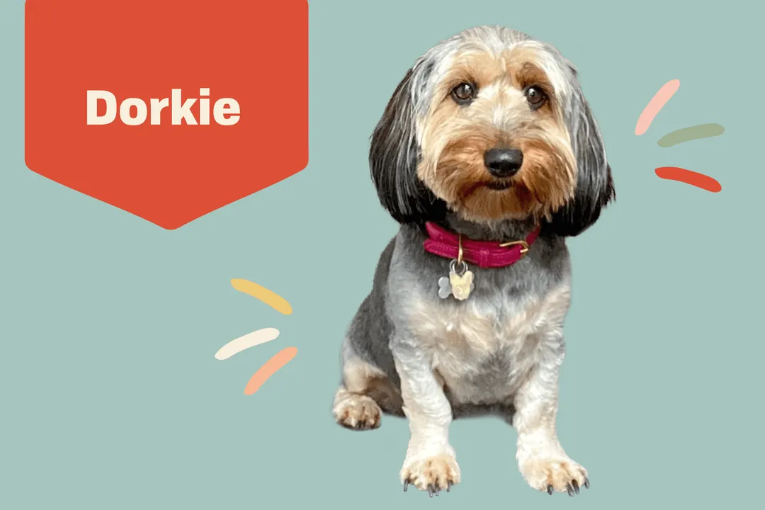 What is the life expectancy of a Dorkie dog?