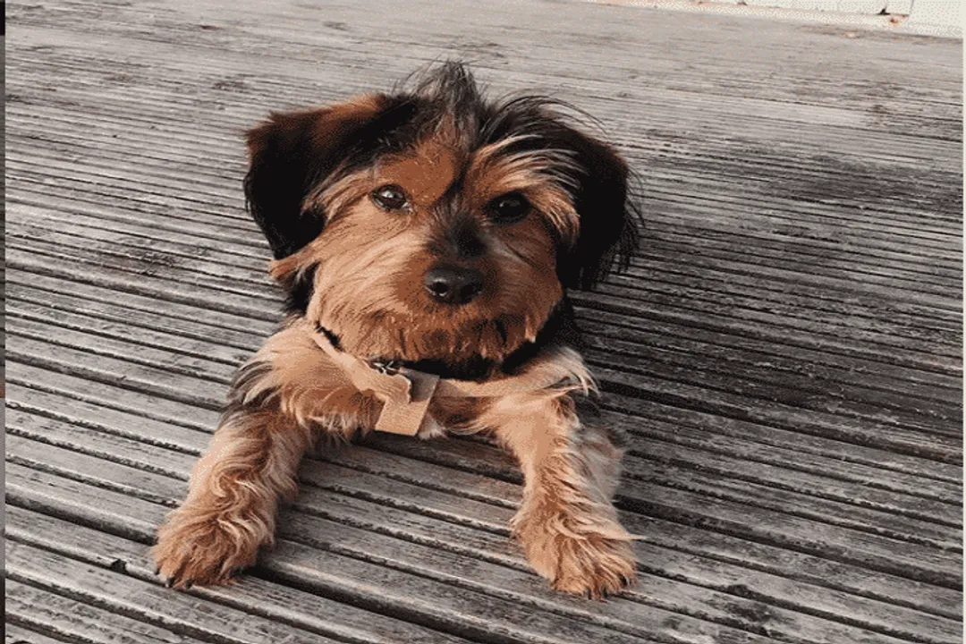 What is the life expectancy of a Dorkie dog?, Factors Impacting Years